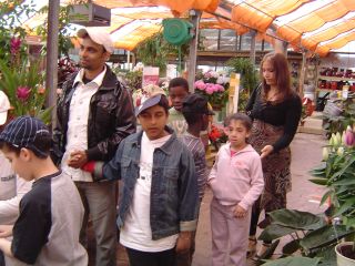 papillons