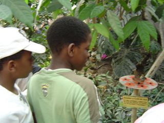 papillons