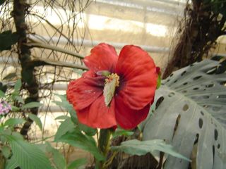 papillons