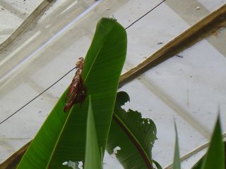 papillons