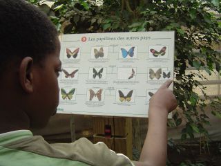 papillons