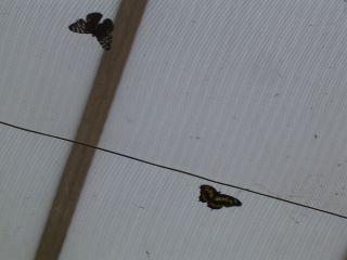 papillons