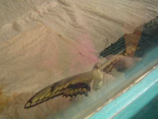 papillons