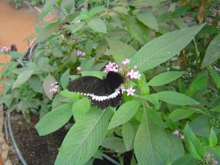 papillons
