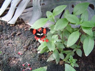 papillons