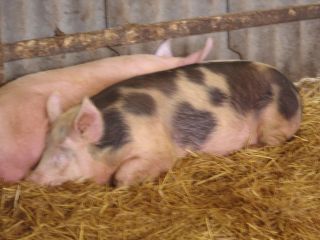 cochons
