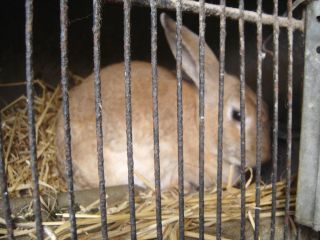 lapins