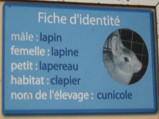 lapins
