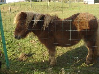 poneys